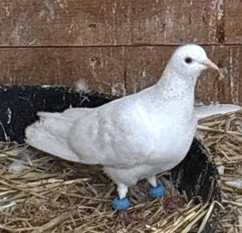 PINK, a poultry for adoption from Animal Rescue League of Boston - Pine Ridge Animal Shelter