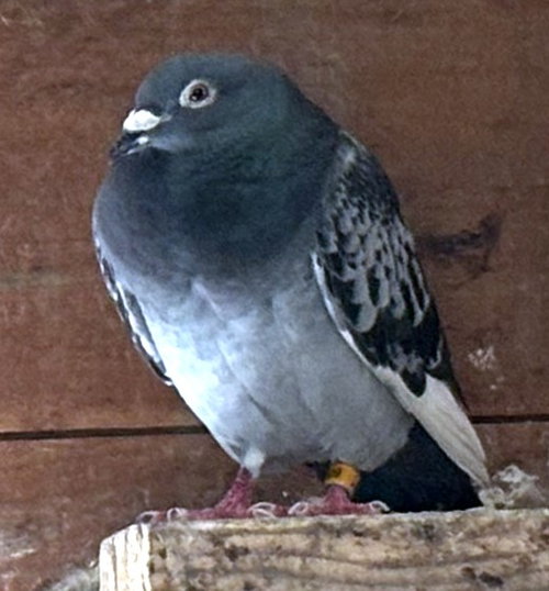 HENRY, a poultry for adoption from Animal Rescue League of Boston - Pine Ridge Animal Shelter