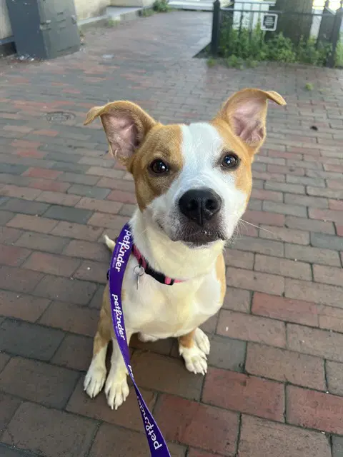 Gizmo - Staffordshire Bull Terrier