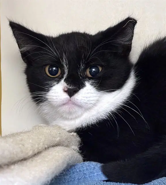Sweet Pea - Domestic Short Hair
