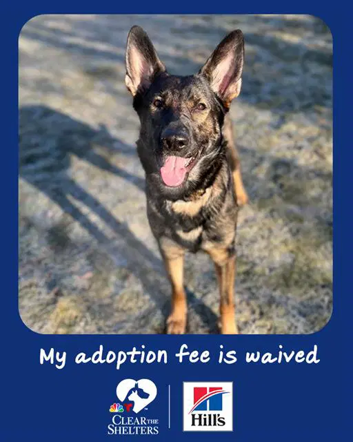 Savannah - German Shepherd Dog