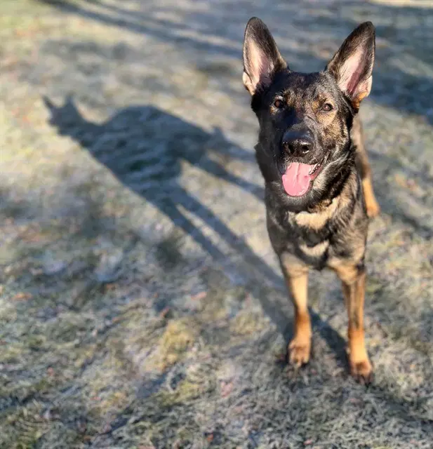 Savannah - German Shepherd Dog