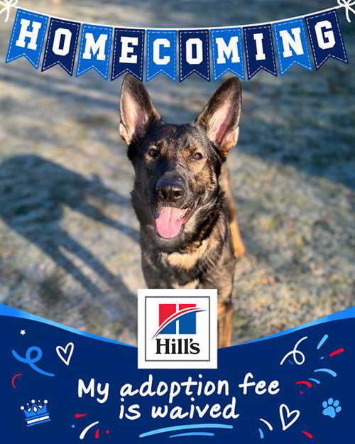 ANNA, a dog for adoption from Animal Rescue League of Boston - Pine Ridge Animal Shelter