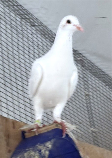 DAPHNE