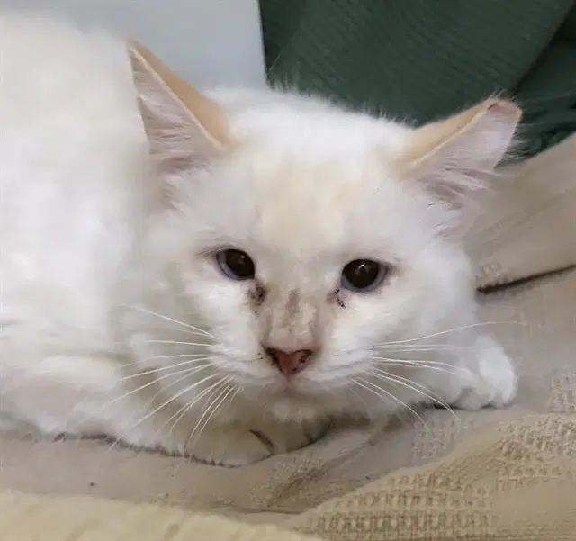 Monty - Domestic Long Hair