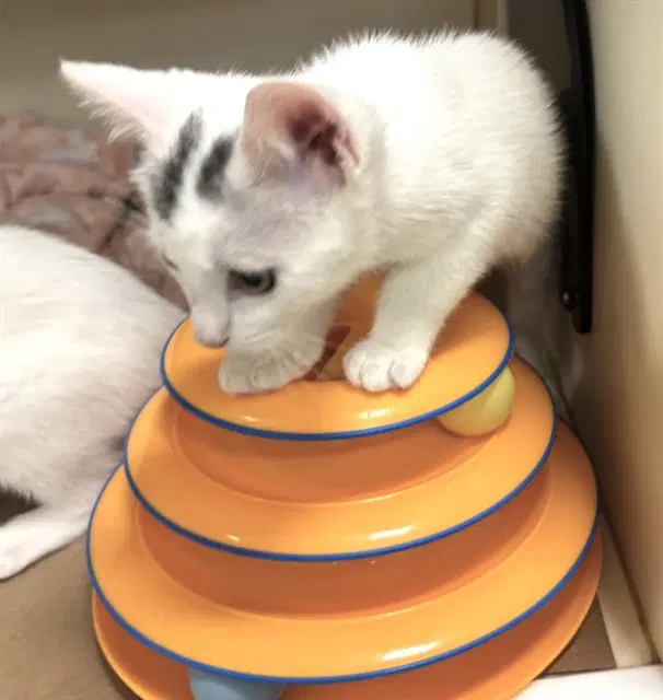 Honey - Domestic Short Hair