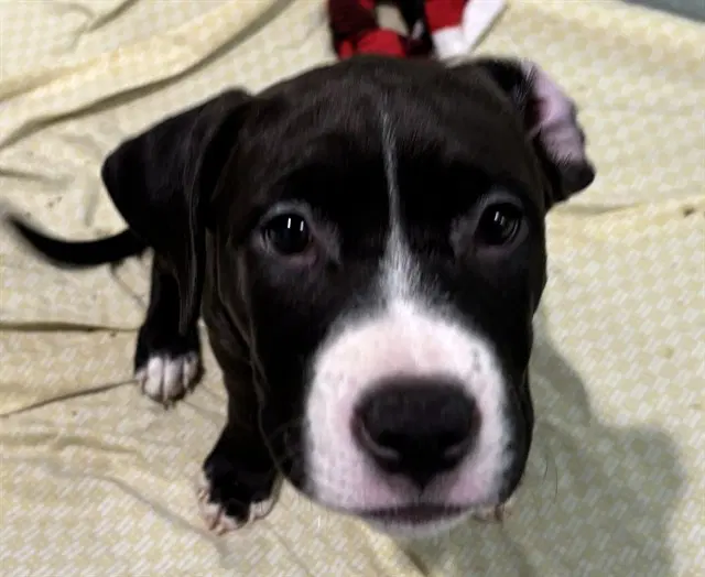 Francine - Staffordshire Bull Terrier