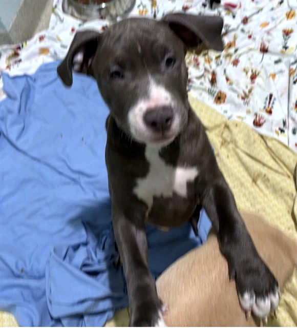 Frankie