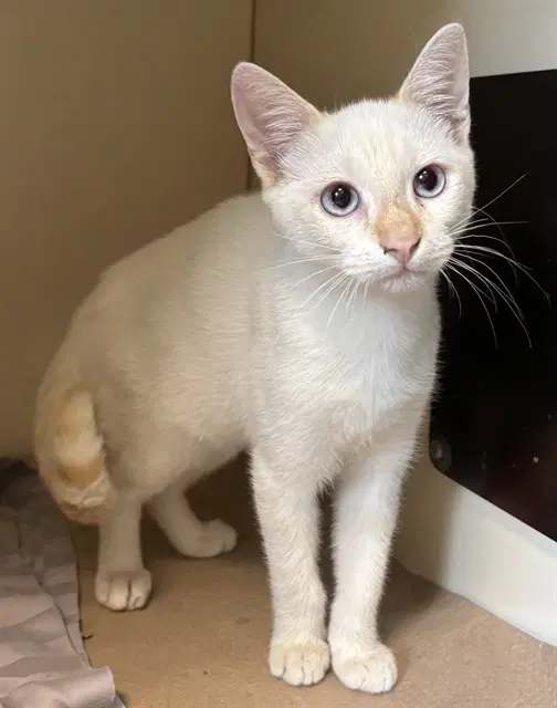 Dustin - Siamese