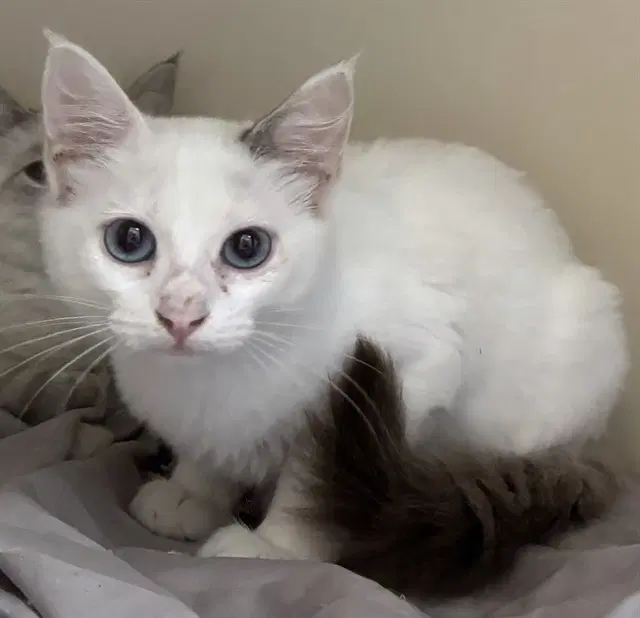 Hazel - Siamese