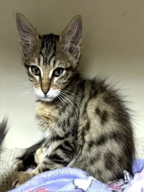 Tiger - Domestic Long Hair