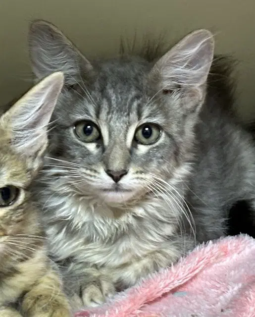 Ash - Domestic Long Hair