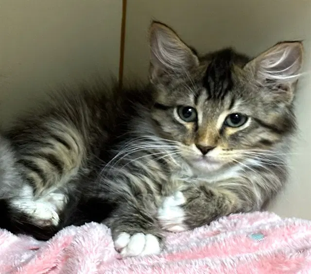 Socks - Domestic Long Hair