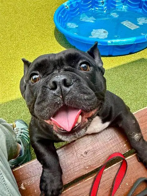 Milly - Bulldog