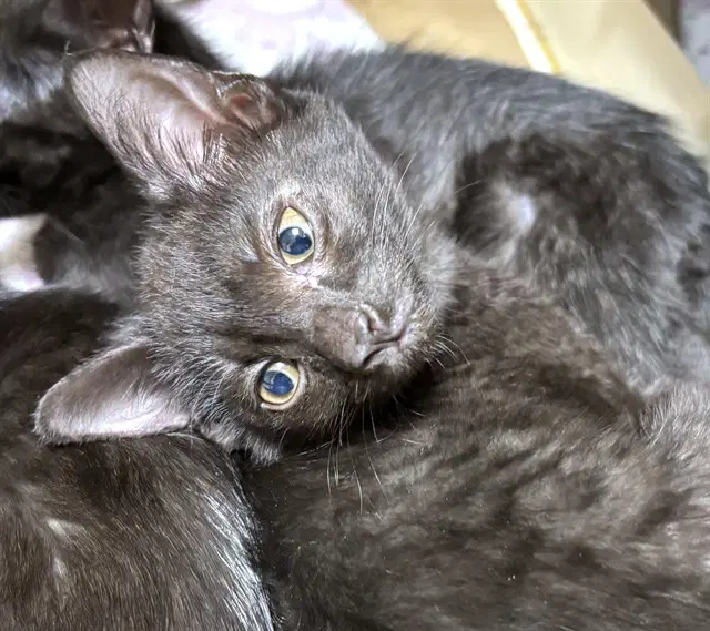 Tar - Domestic Short Hair