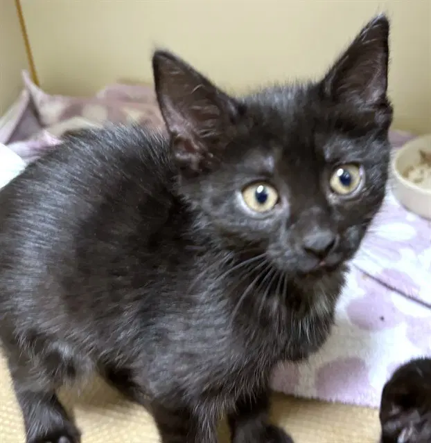 Winter Coat - Domestic Short Hair
