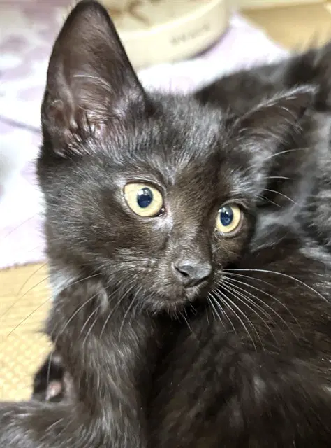 Tag - Domestic Short Hair