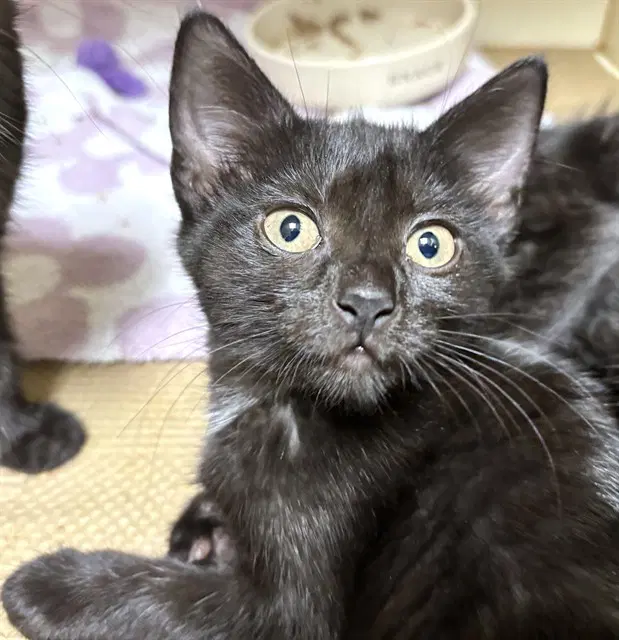Snarf - Domestic Short Hair