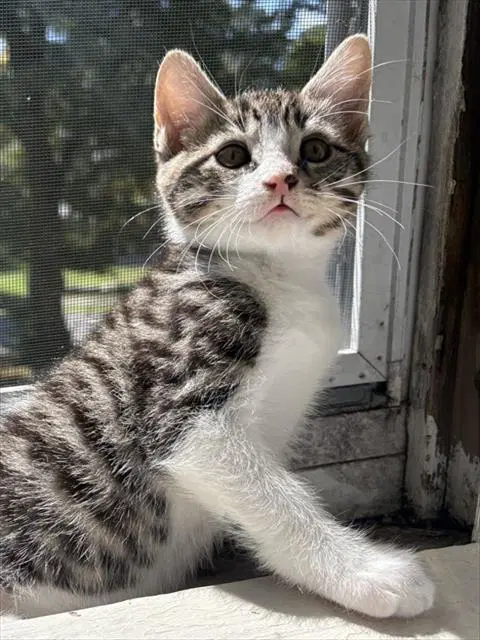 Twix - Domestic Short Hair