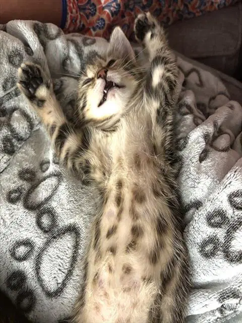 S'more - Domestic Short Hair