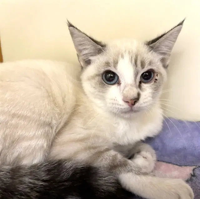 Tilly - Domestic Short Hair