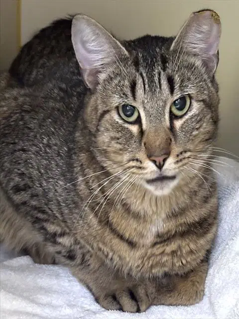 Prince - Domestic Short Hair