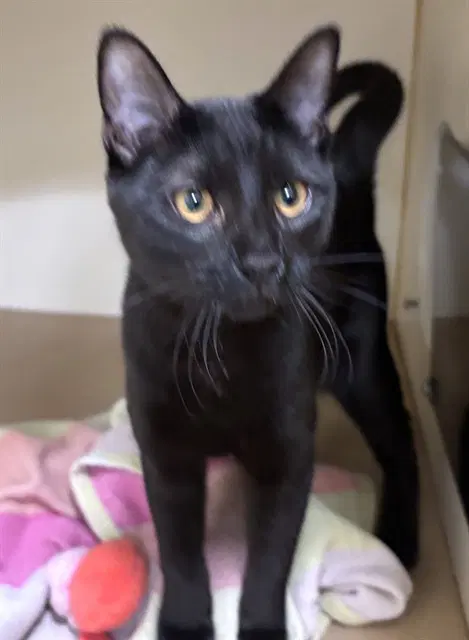 Winnie - Domestic Short Hair