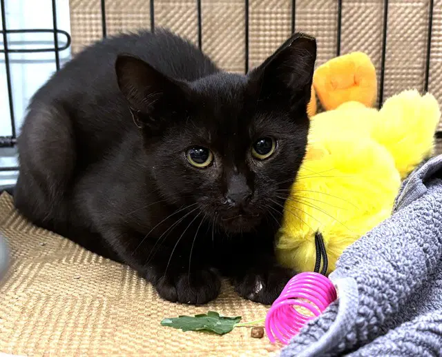 Titus - Domestic Short Hair