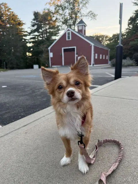 Mango - Chihuahua