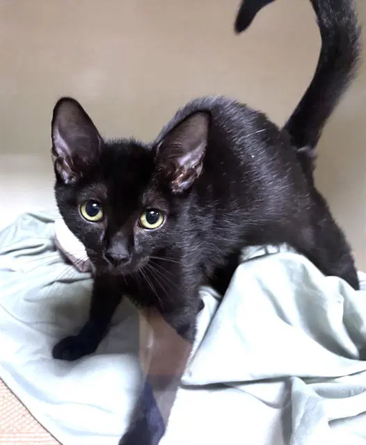 Halo - Domestic Short Hair