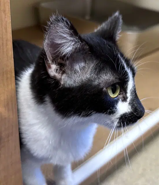 Jenna - Domestic Short Hair