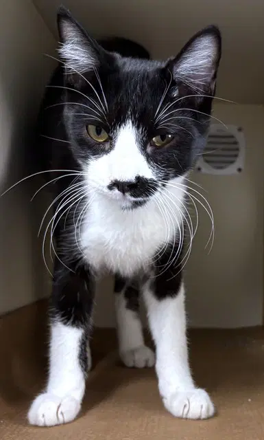 Wally - Domestic Short Hair