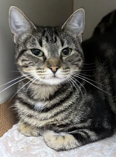 Ellie - Domestic Short Hair