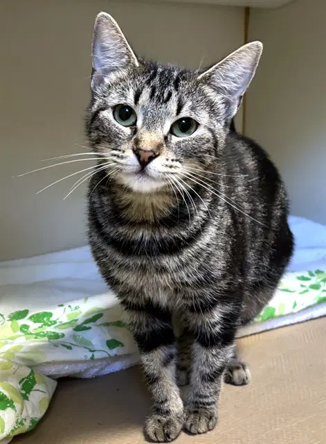 Ellie - Domestic Short Hair