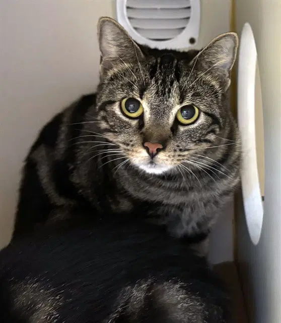 Emma - Domestic Short Hair