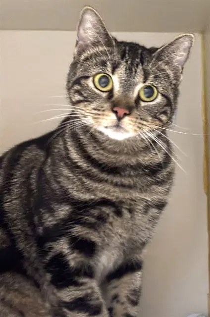 Emma - Domestic Short Hair