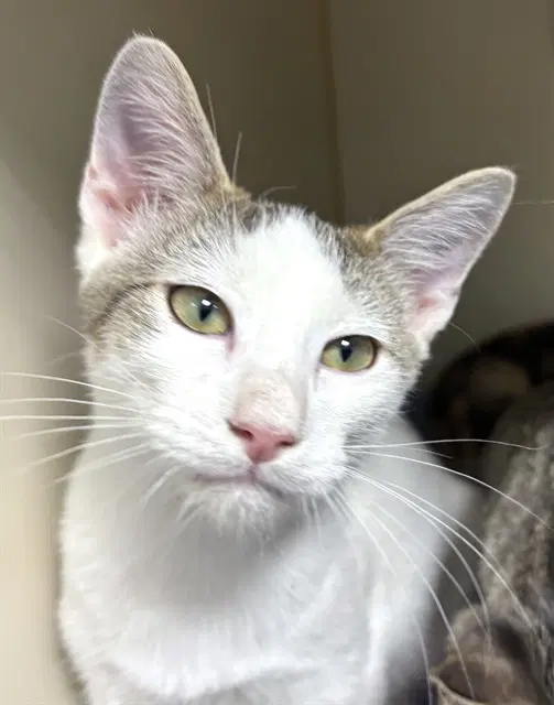Sesame Street - Domestic Short Hair