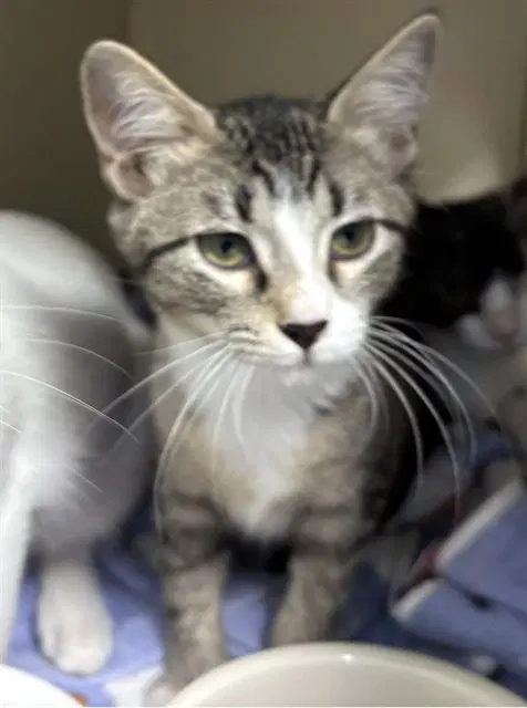 Jasmine - Domestic Short Hair