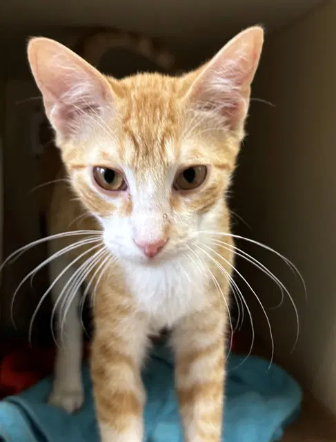 Gus Gus - Domestic Short Hair