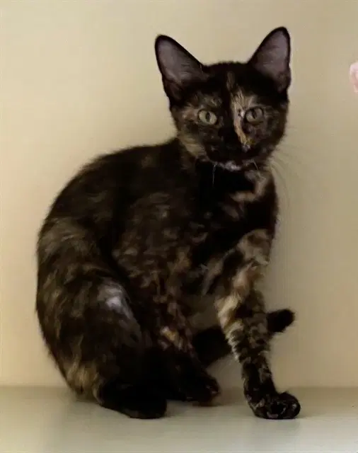 Backyardigans - Domestic Short Hair