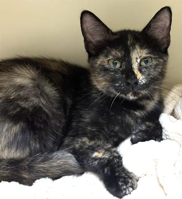 Backyardigans - Domestic Short Hair