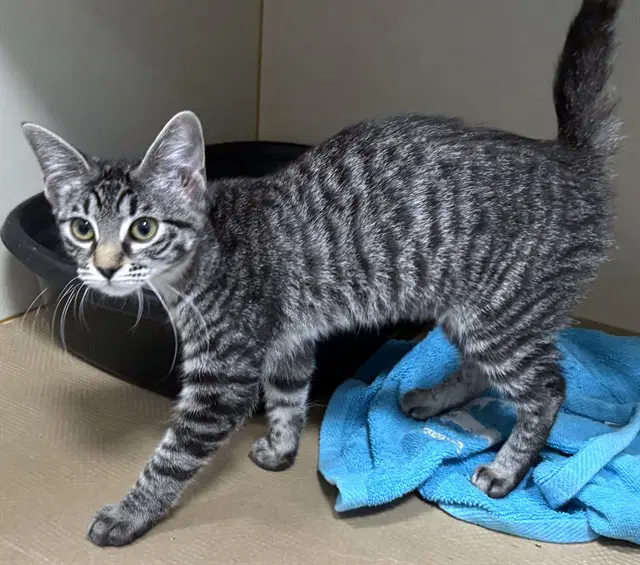 My Little Pony - Domestic Short Hair