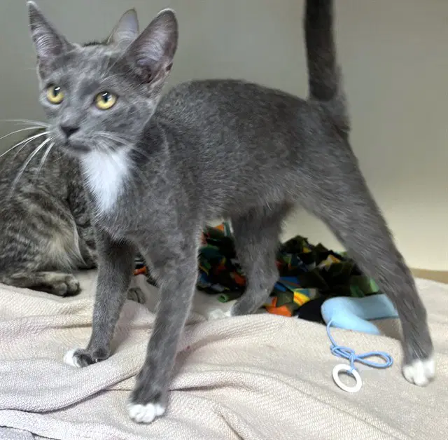 Daisy - Domestic Short Hair