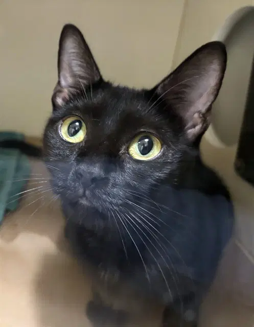 Misha - Domestic Short Hair