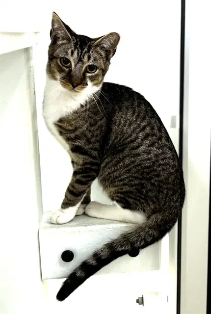 Macaroni - Domestic Short Hair
