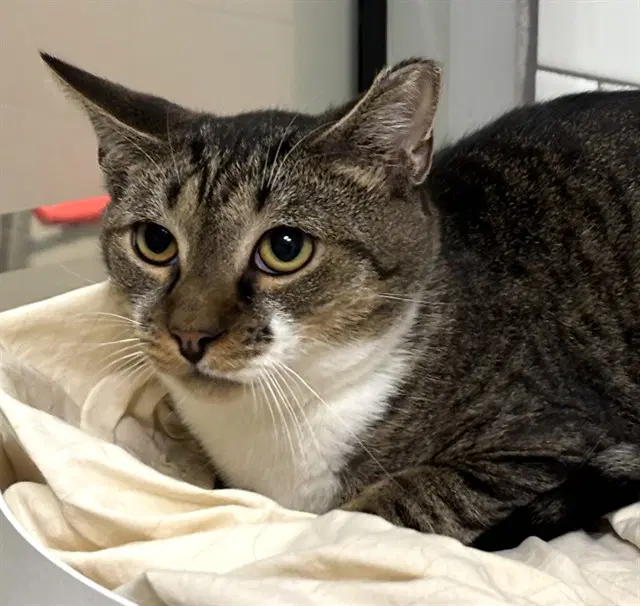 Macaroni - Domestic Short Hair
