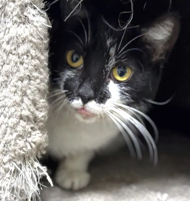 Lulabelle - Domestic Short Hair
