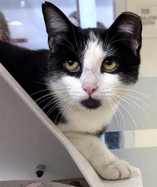 Hammerhead - Domestic Short Hair