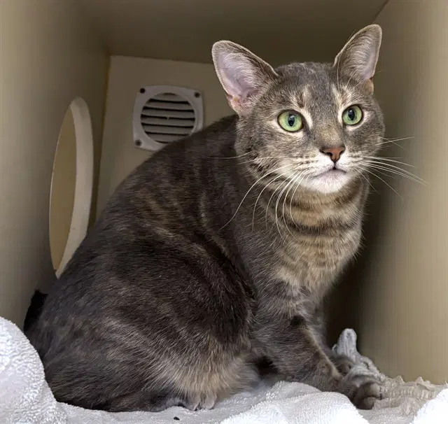 Lilac - Domestic Short Hair
