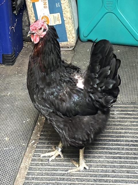 PALADINA, a poultry for adoption from Animal Rescue League of Boston - Pine Ridge Animal Shelter